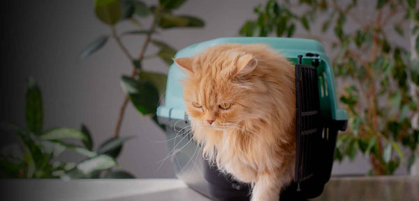 How to Train a Cat to Use a Litter Box?