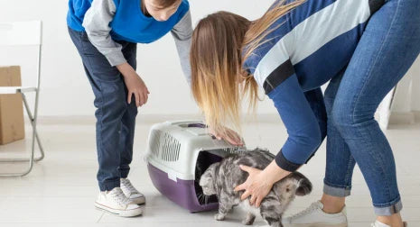 How to Train a Cat to Use a Litter Box?