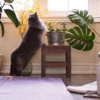 Cat 2