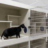 Cat 2