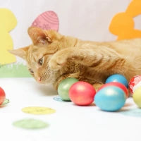 Cat 2