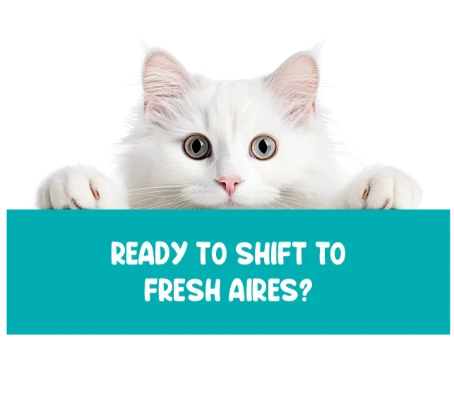 Cat Shift