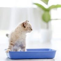 Cat 2