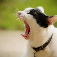 Cat 2