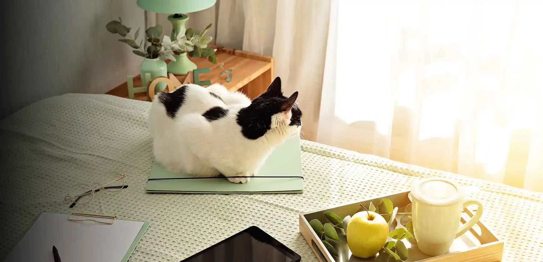 The Cat Litter Odor Fix for Flats & Small Spaces!