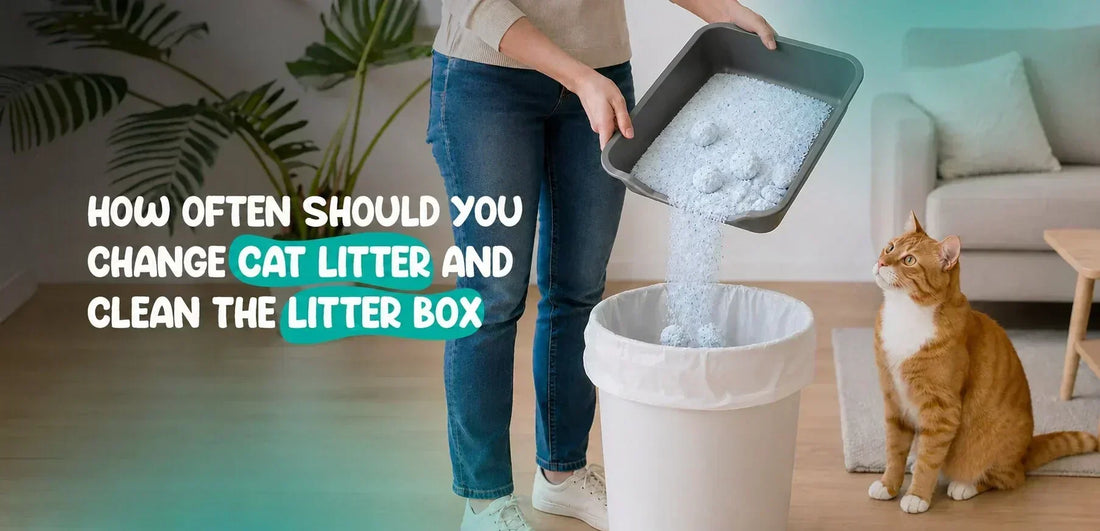 How Often Should You Change Cat Litter