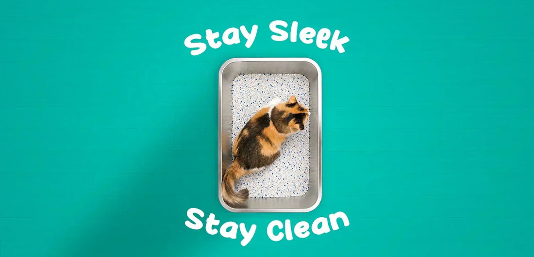 How to Clean a Cat Litter Tray: Fresh Home & Healthy Cat