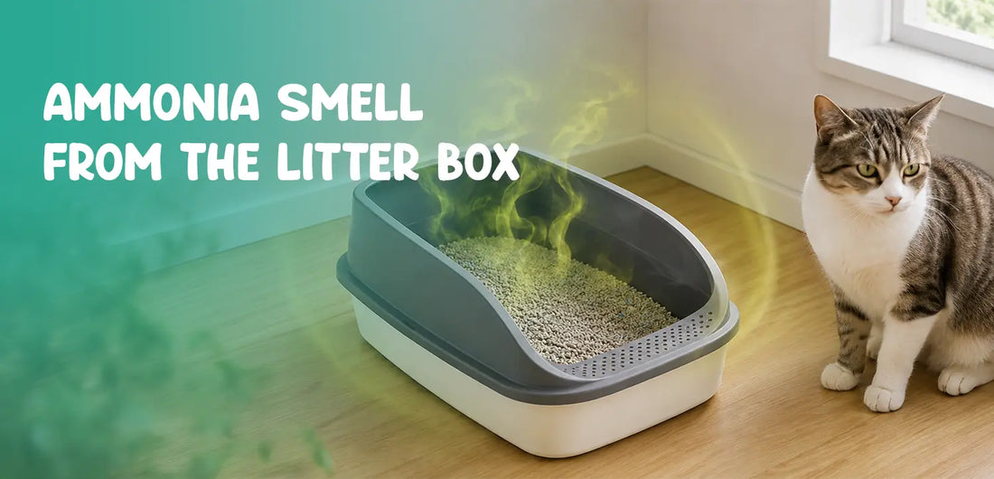 Ammonia Smell From the Litter Box: What It Means and When to Worry