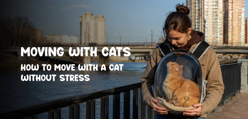 Moving With Cats: How to Move With a Cat Without Stress