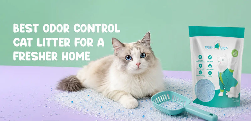 Best Odor Control Cat Litter for a Fresher Home