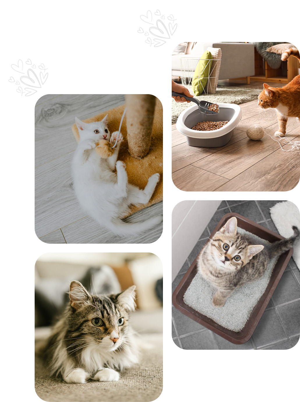 Cat litter info image