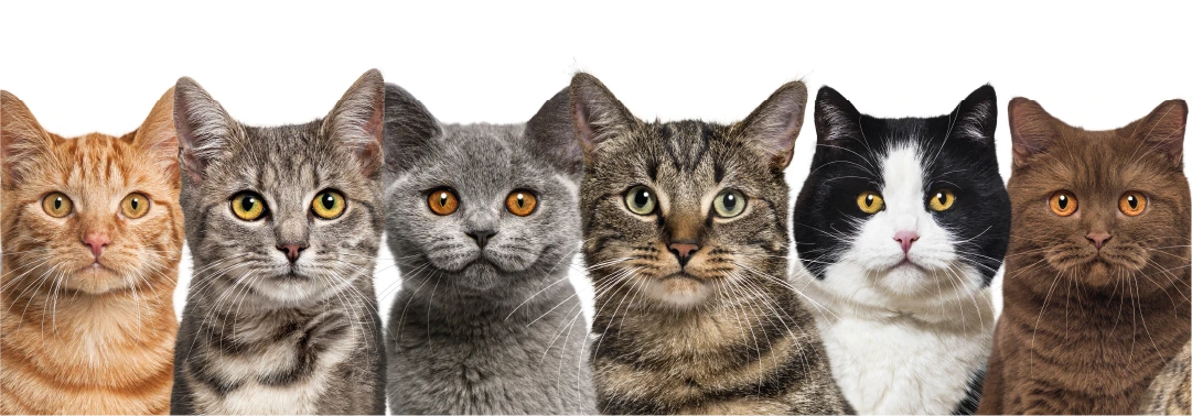 Cats Collections