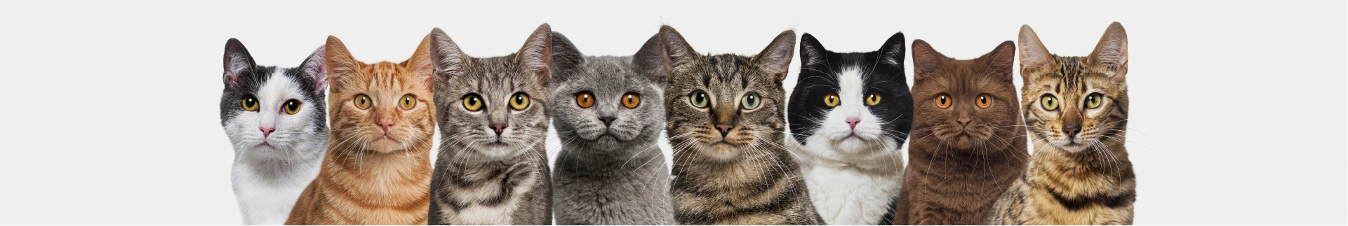 Cats Collections